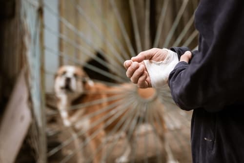 person holding wrapped hand after dog bite with dog in background behind a gate