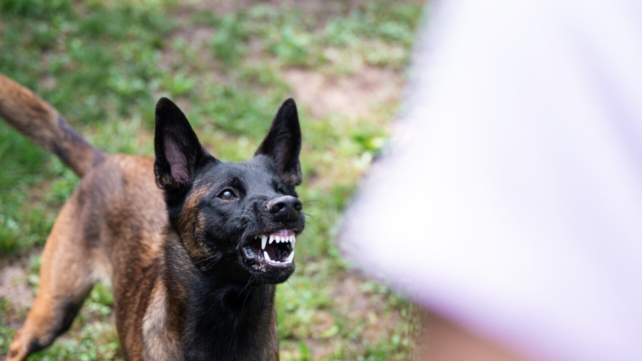 Dog Bite Liability Laws in Arkansas